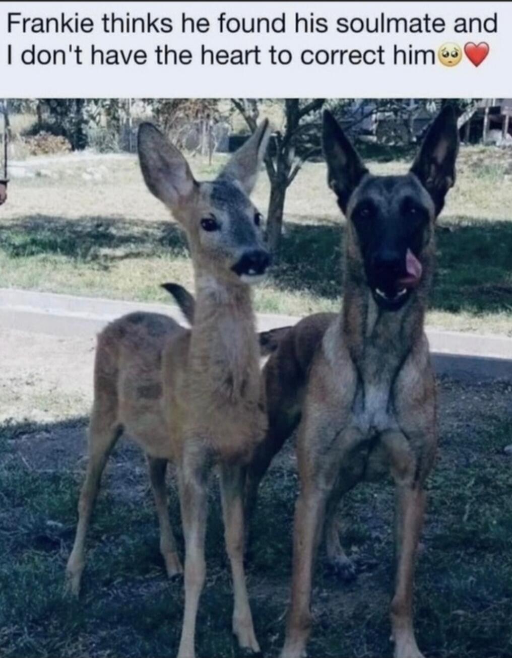 Frankie thinks he found his soulmate and I don't have the heart to correct him 🥺❤️