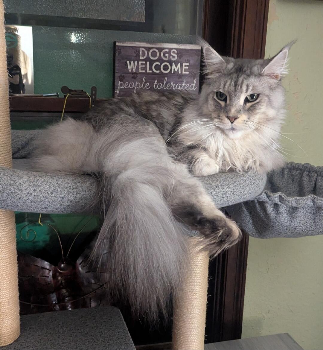 DOGS WELCOME
people tolerated