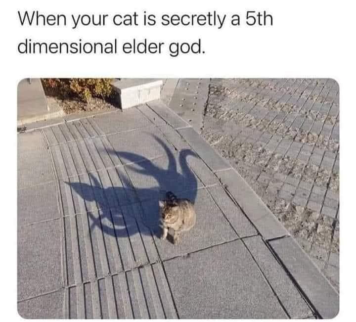 When your cat is secretly a 5th dimensional elder god