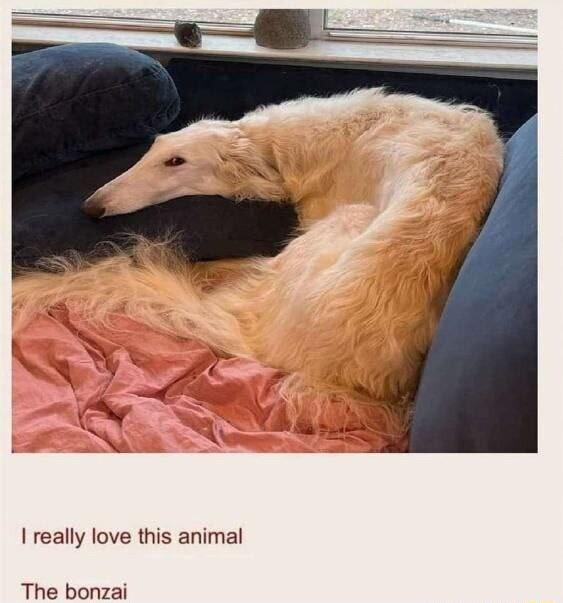 really love this animal The bonzai