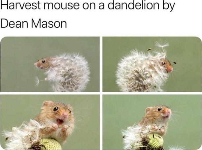 arvest mouse on a dandelion by Dean Mason
