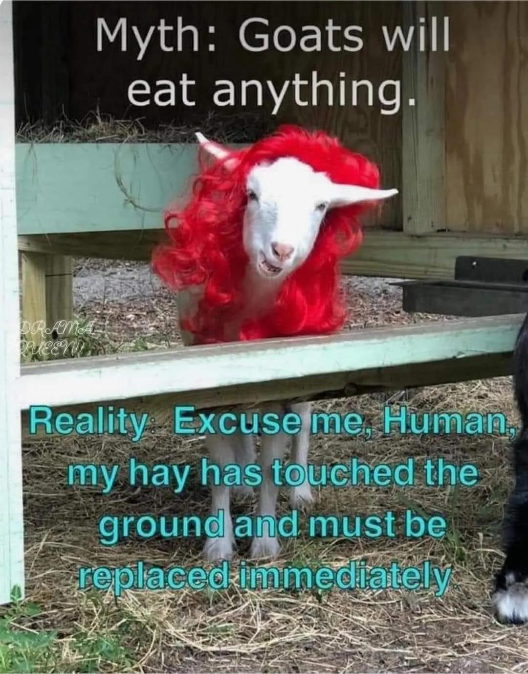 Myth: Goats will eat anything. Reality: Excuse me, Human, my hay has touched the ground and must be replaced immediately. Drama Queen.