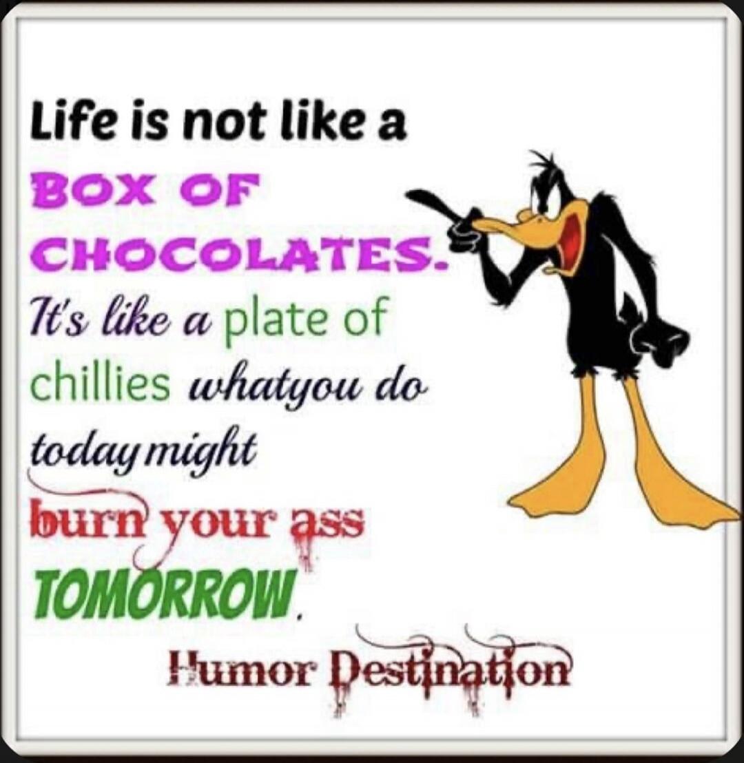 Life is not like a BOX OF CHOCOLATES. It's like a plate of chillies what you do today might burn your ass TOMORROW. Humor Destination