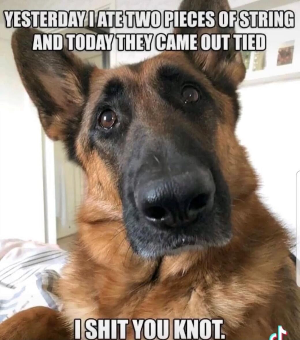 Yesterday I ate two pieces of string and today they came out tied. I shit you knot.