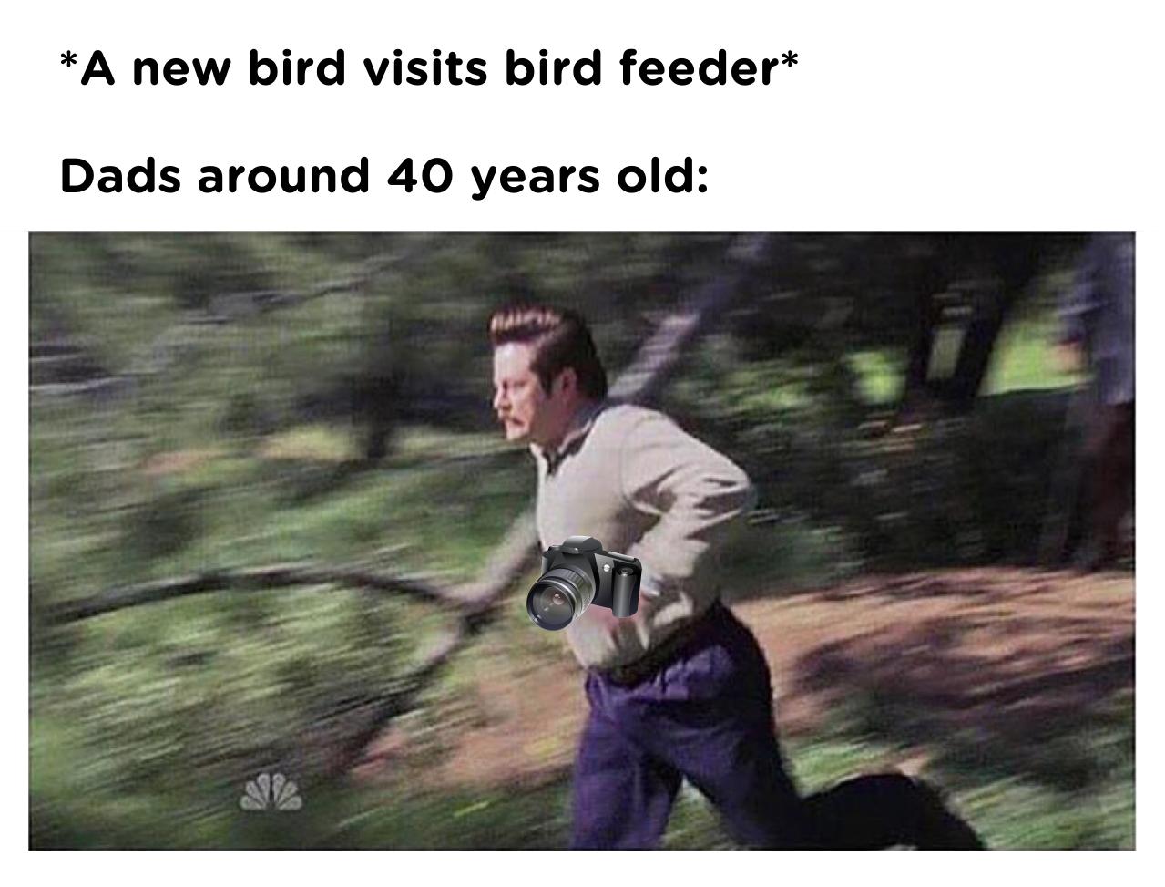 A new bird visits bird feeder Dads around 40 years old