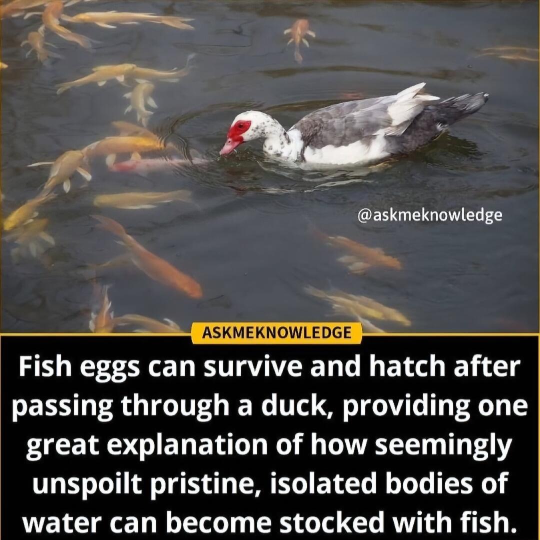 askmeknowledge 1 ASKMEKNOWLEDGE g Fish eggs can survive and hatch after passing through a duck providing one FACEMGIEDEN G RO 8 TR T 40 unspoilt pristine isolated bodies of water can become stocked with fish