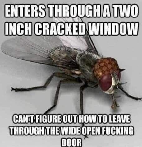 ENTERS THROUGH A TWO INCH CRACKED WINDOW CAN'T FIGURE OUT HOW TO LEAVE THROUGH THE WIDE OPEN FUCKING DOOR