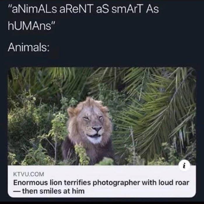 aNimALs aReNT aS smArT As hUMAnRs Animals Enormous lion terrifies photographer with loud roar then smiles at him