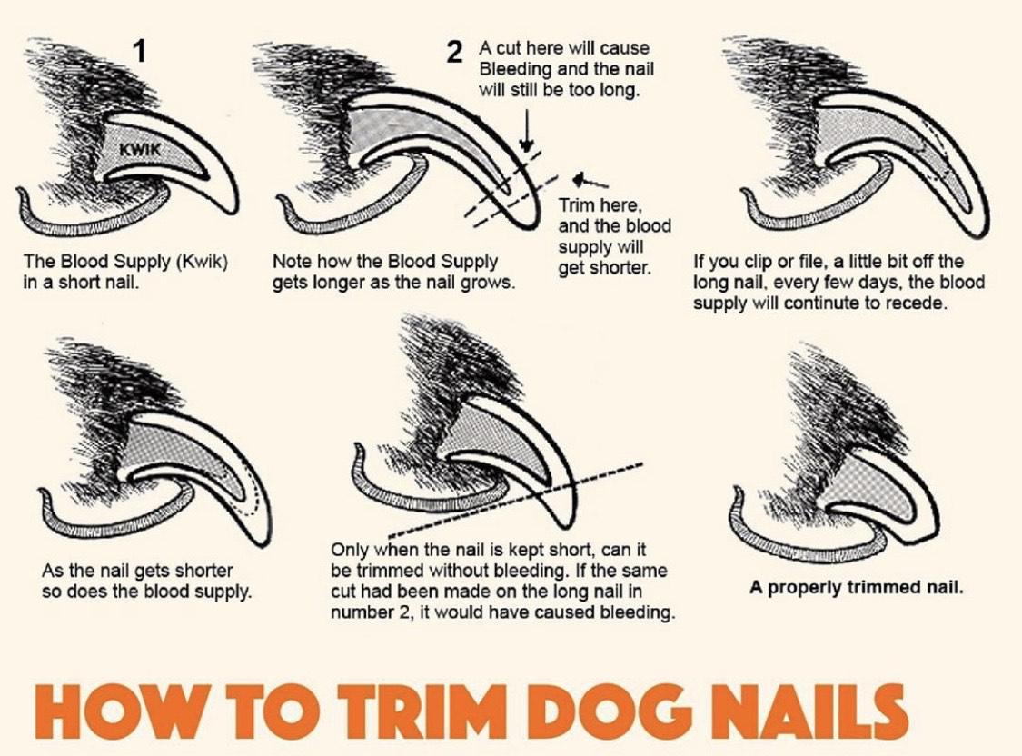 A cut here will cause Bleeding and the nail will still be too long Trim here and the blood supply will i i The Blood Supply Kwik Note how the Blood Supply get shorter If you clip or file a little bit off the in a short nail gets longer as the nail grows long nail every few days the blood supply will continute to recede Only when the nail is kept short can it As the nalil gets shorter be trimmed wi