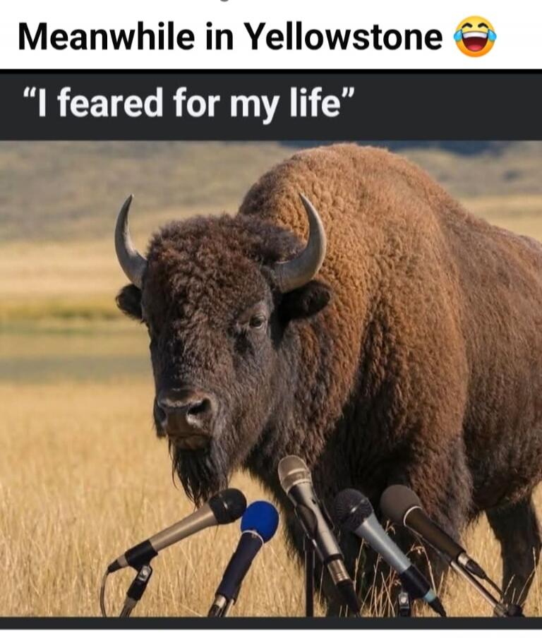 Meanwhile in Yellowstone. I feared for my life.