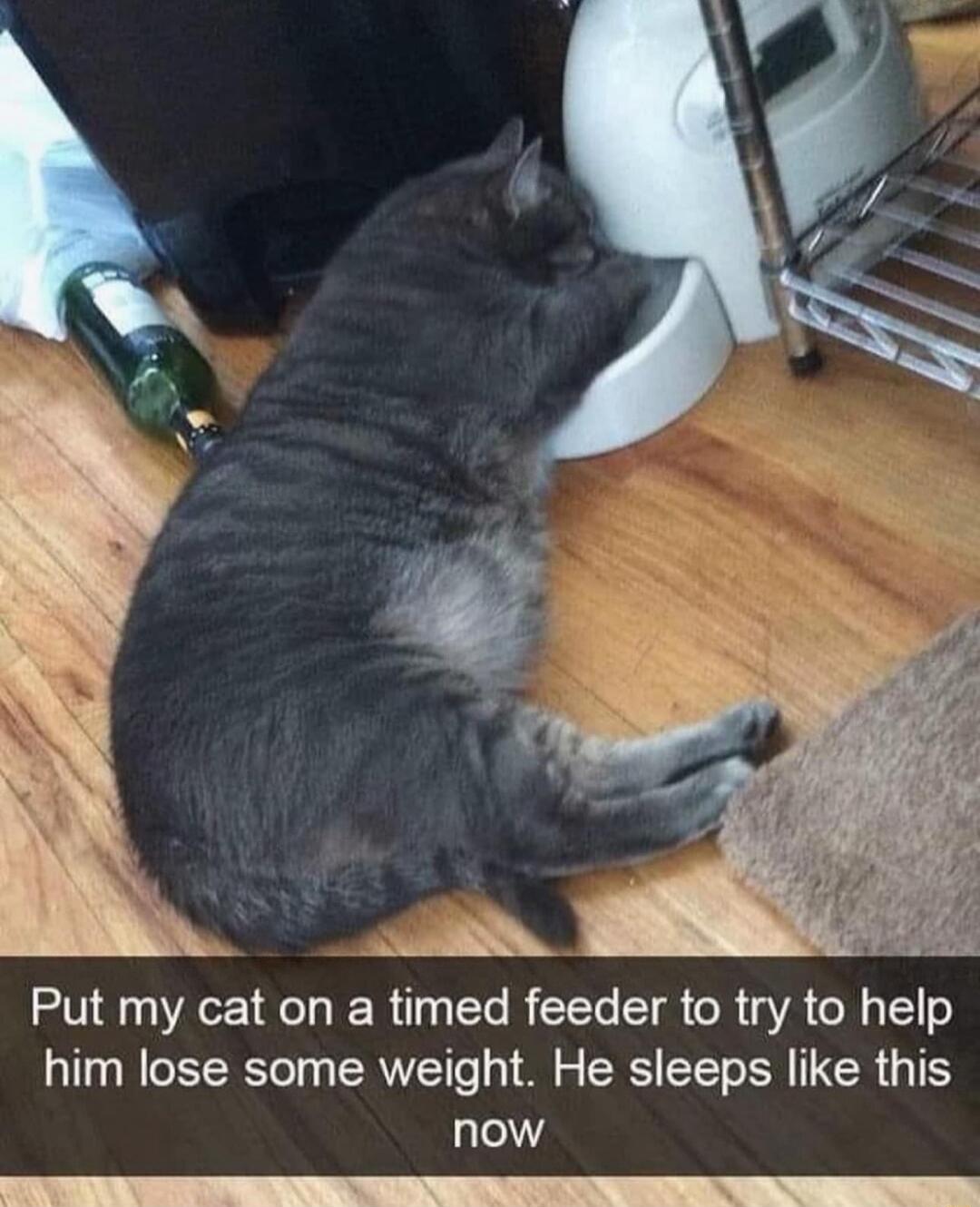 Put my cat on a timed feeder to try to help him lose some weight He sleeps like this now