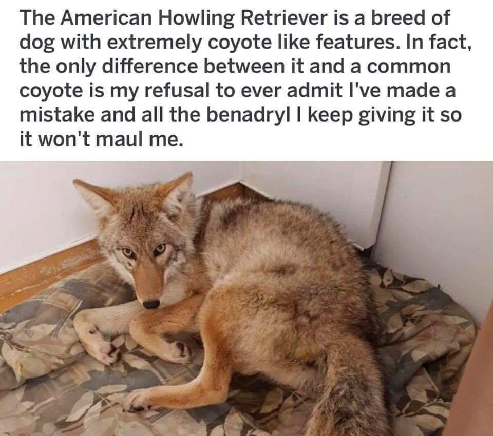 The American Howling Retriever is a breed of dog with extremely coyote like features In fact the only difference between it and a common coyote is my refusal to ever admit Ive made a mistake and all the benadryl keep giving it so it wont maul me