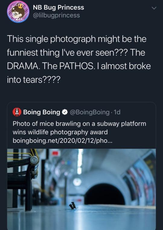 NB Bug Princess v IIsTVTeolglyTel1 This single photograph might be the funniest thing Ive ever seen The DRAMA The PATHOS almost broke A CEISYaads Boing Boing BoingBoing 1d Photo of mice brawling on a subway platform wins wildlife photography award boingboingnet20200212pho
