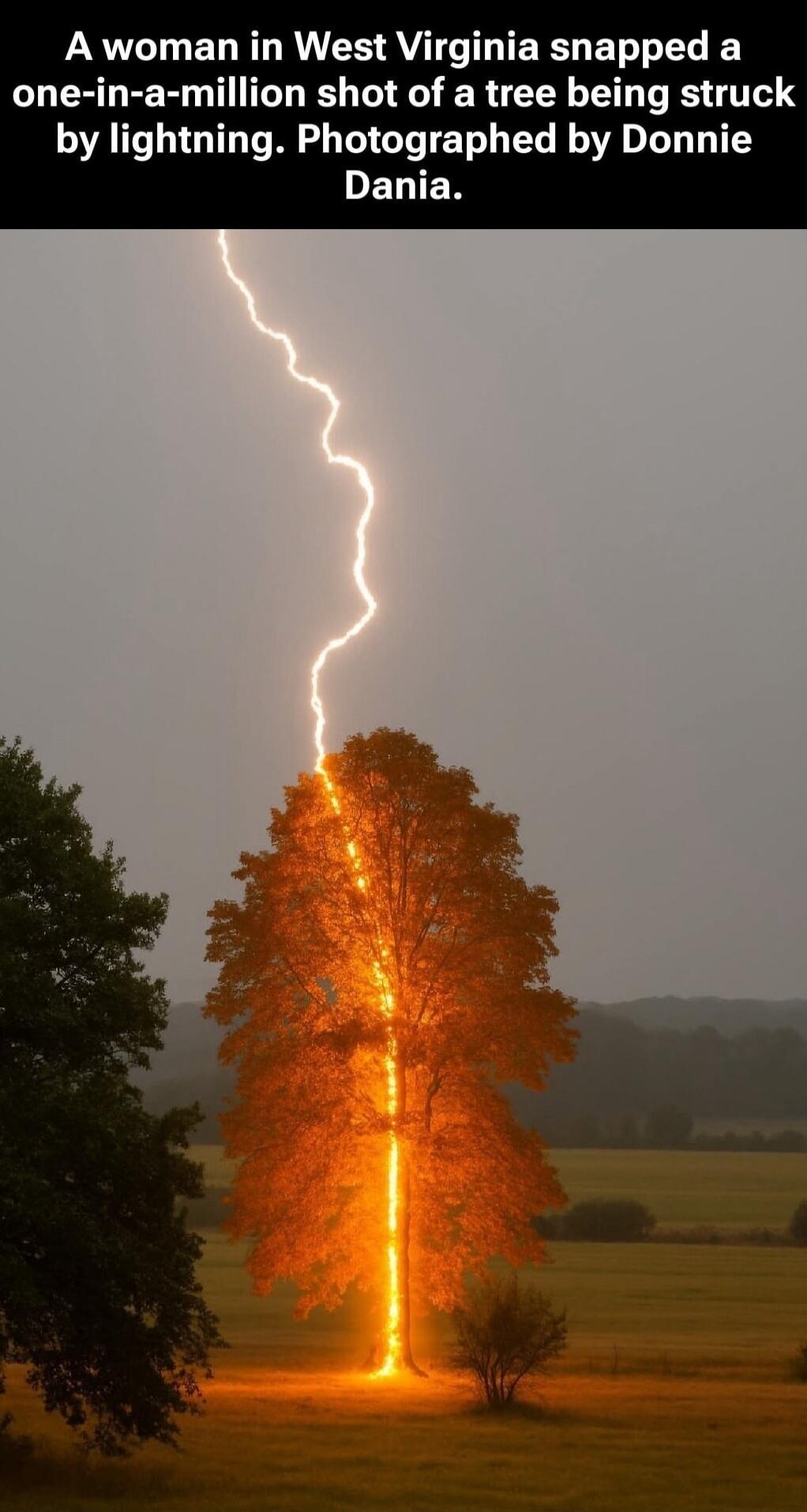 A woman in West Virginia snapped a one-in-a-million shot of a tree being struck by lightning. Photographed by Donnie Dania.