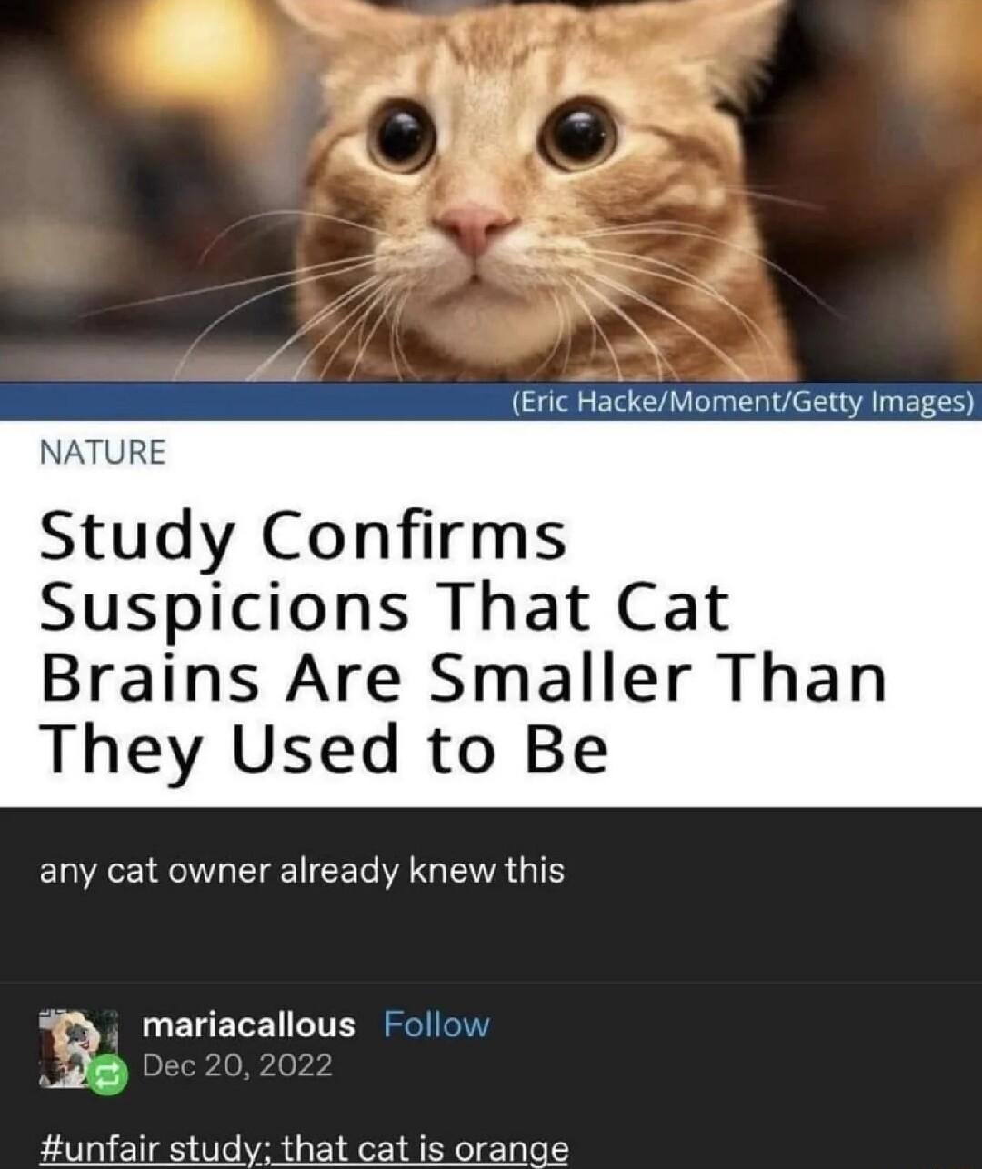 l Eric HackeMomentGetty Images Study Confirms Suspicions That Cat Brains Are Smaller Than They Used to Be any cat owner already knew this 3 mariacallous Follow unfair study that cat is orange