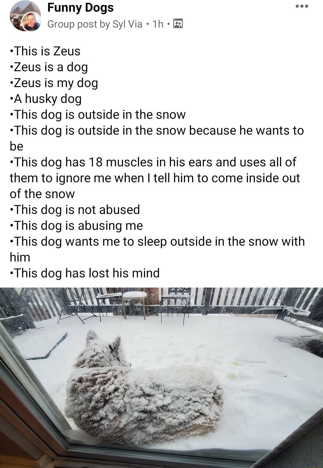 Funny Dogs Group post by Syl Via 1h This is Zeus Zeus is a dog Zeus is my dog A husky dog This dog i outside in the snow This dog is outside in the snow because he wants to be This dog has 18 muscles in his ears and uses all of them to ignore me when tell him to come inside out of the snow This dog is not abused This dog is abusing me This dog wants me to sleep outside in the snow with him This do