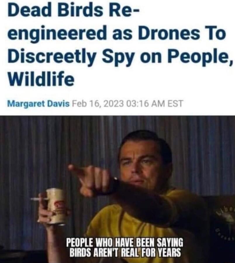 Dead Birds Re engineered as Drones To Discreetly Spy on People Wildlife Margaret Davis 4 Wi PEOPLE WHO HAVE BEEN SAYING BIRDS ARENT REALFOR YEARS