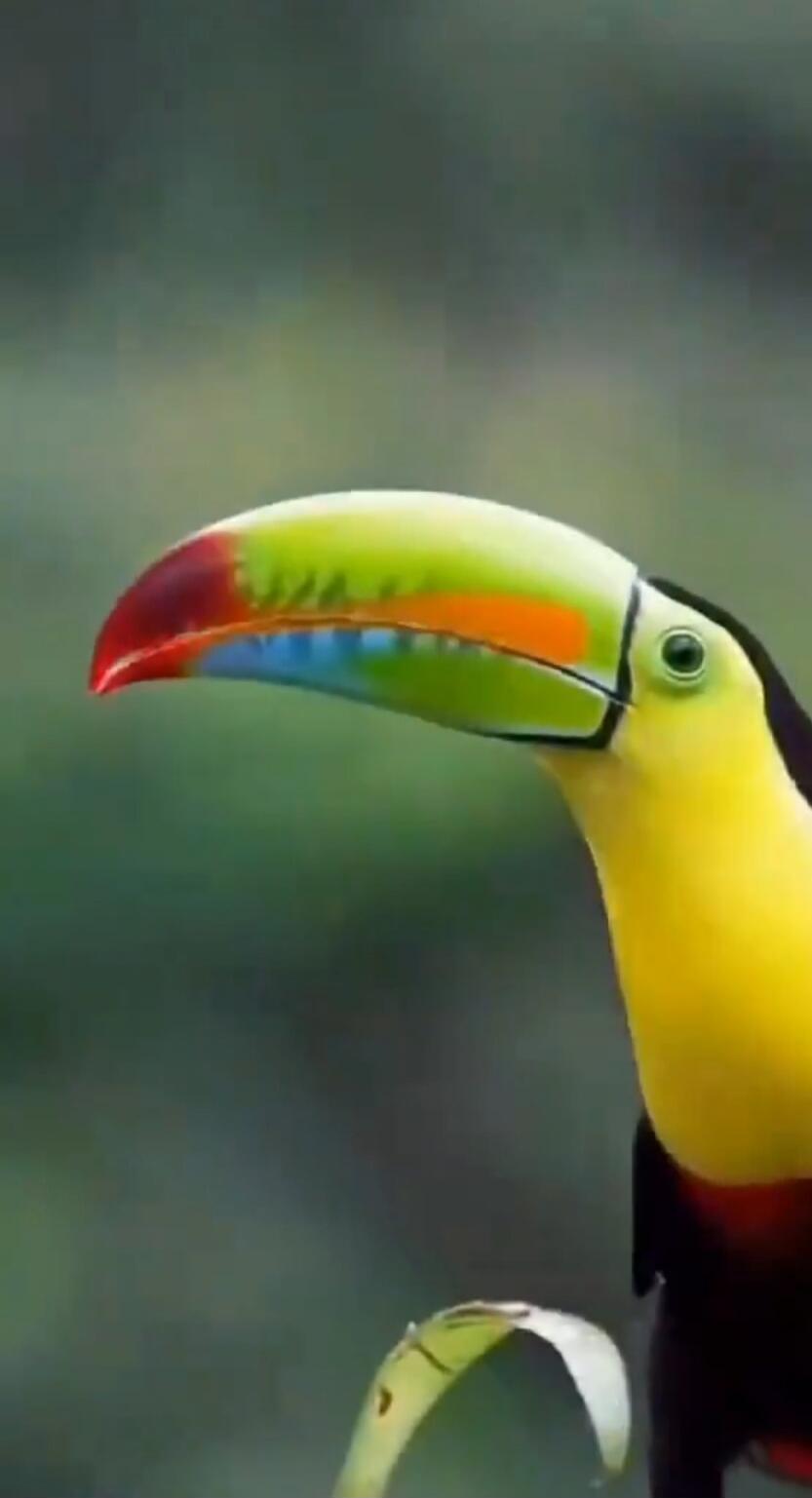 A colorful toucan with a rainbow beak.