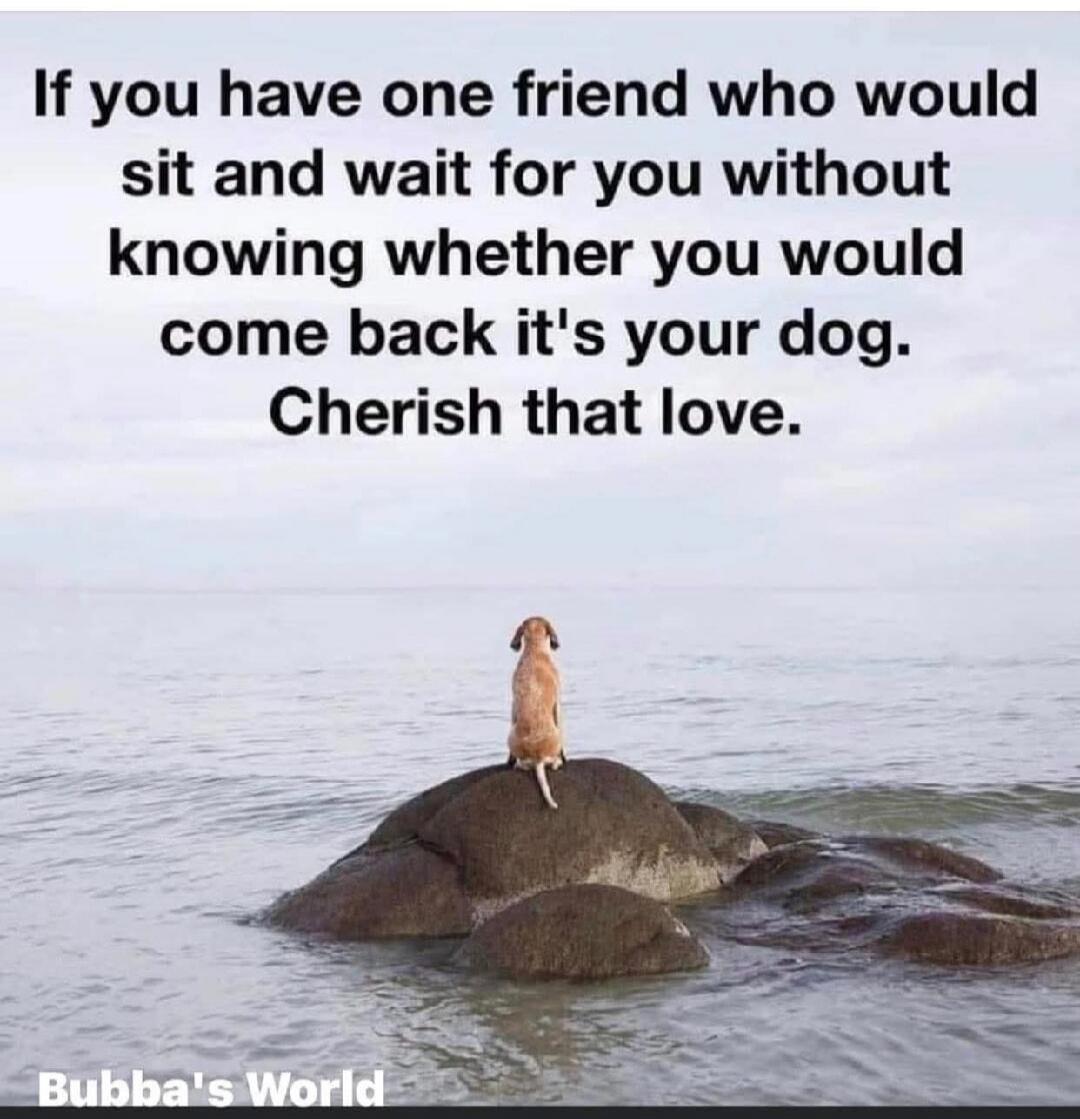 If you have one friend who would sit and wait for you without knowing whether you would come back it's your dog. Cherish that love. Bubba's World