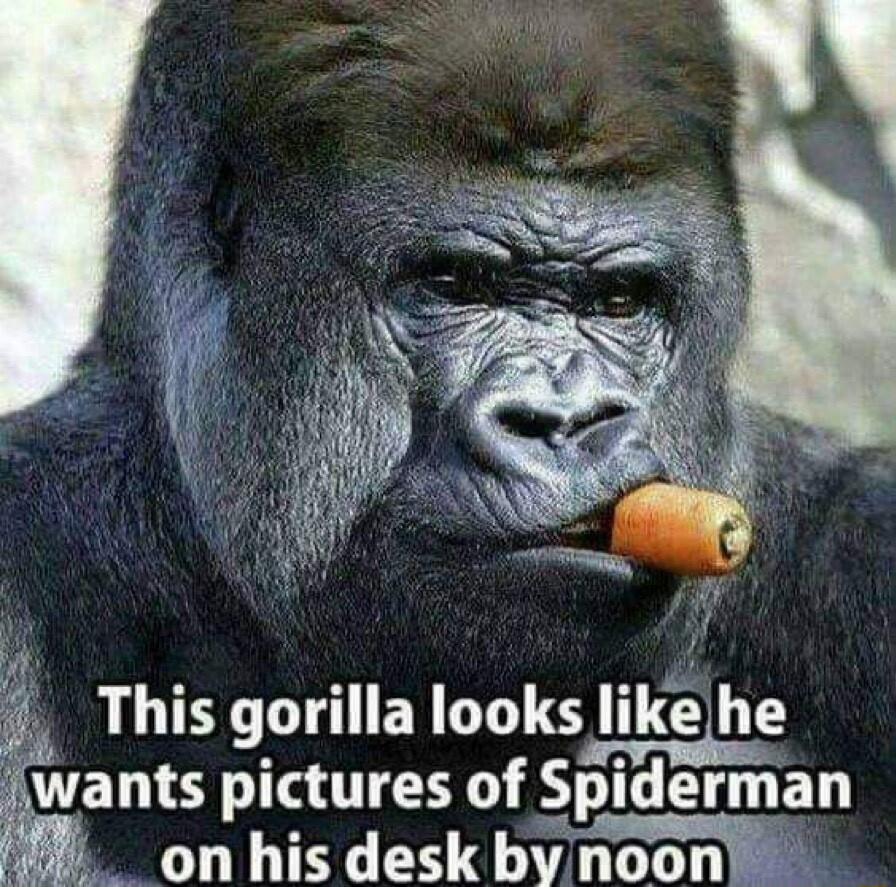 r Thisgorilla looks Ilke he wants pictures of Spiderman on his desk bvynoon