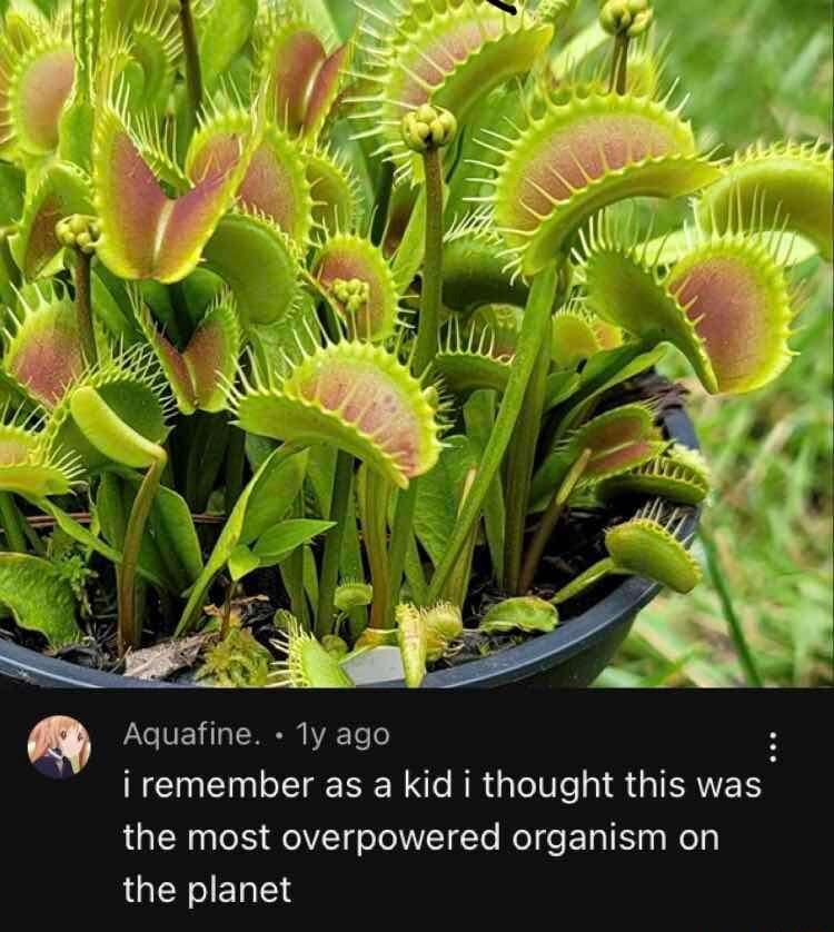 Q Aquafine 1y ago i remember as a kid i thought this was the most overpowered organism on RGIENELES