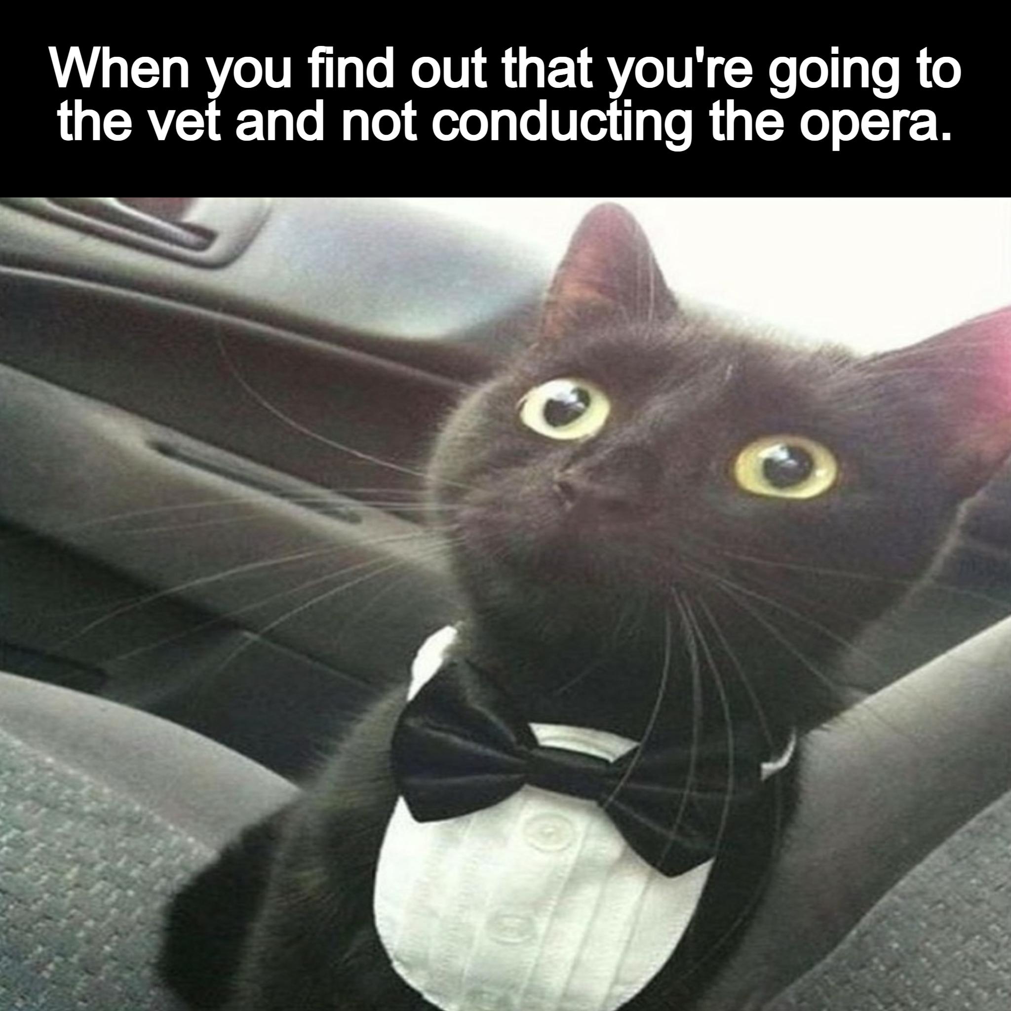 When you find out that youre going to the vet and not conducting the opera