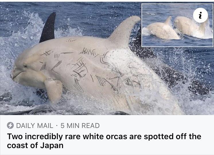 DAILY MAIL 5 MIN READ Two incredibly rare white orcas are spotted off the coast of Japan