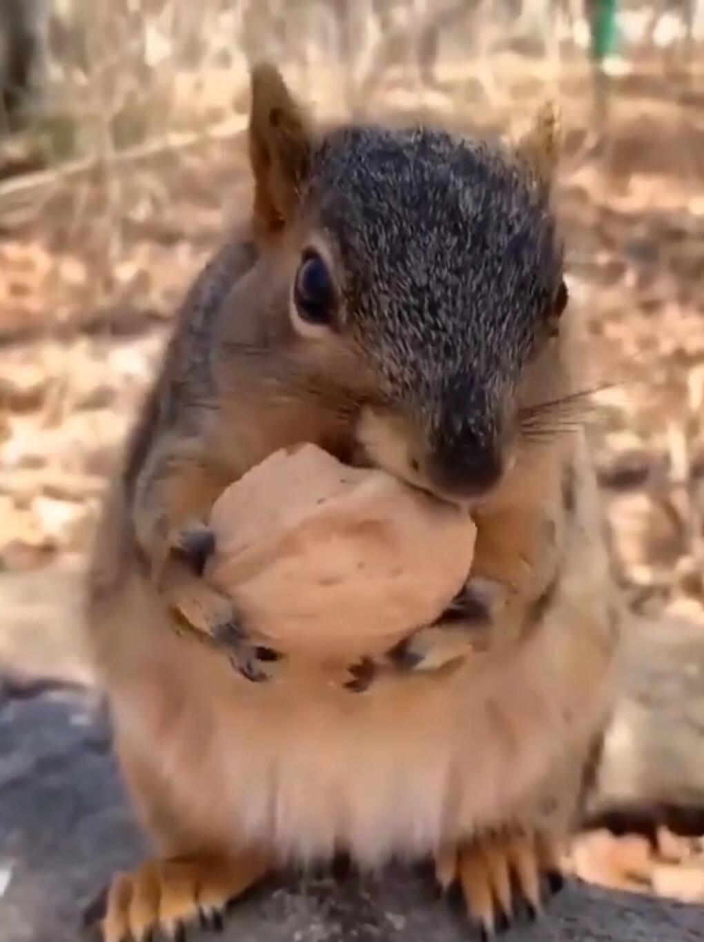 Squirrel holding a nut
