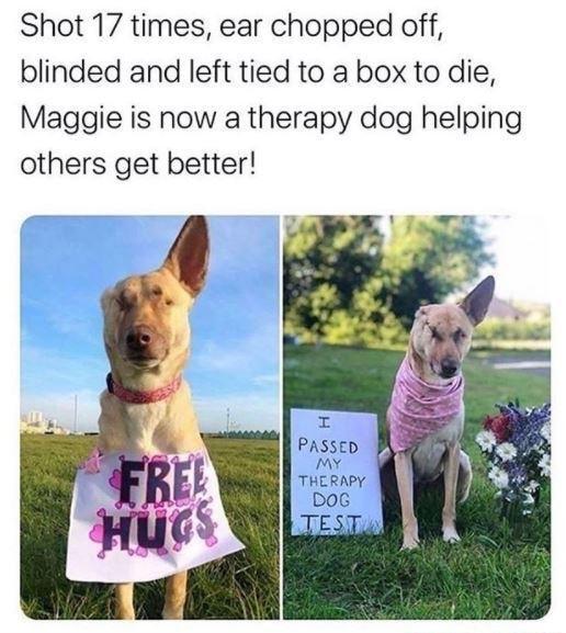 Shot 17 times ear chopped off blinded and left tied to a box to die Maggie is now a therapy dog helping others get better PASSED MY THERAPY DoG