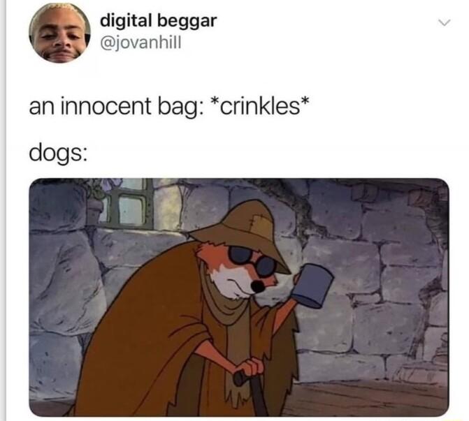 digital beggar jovanhill an innocent bag crinkles dogs
