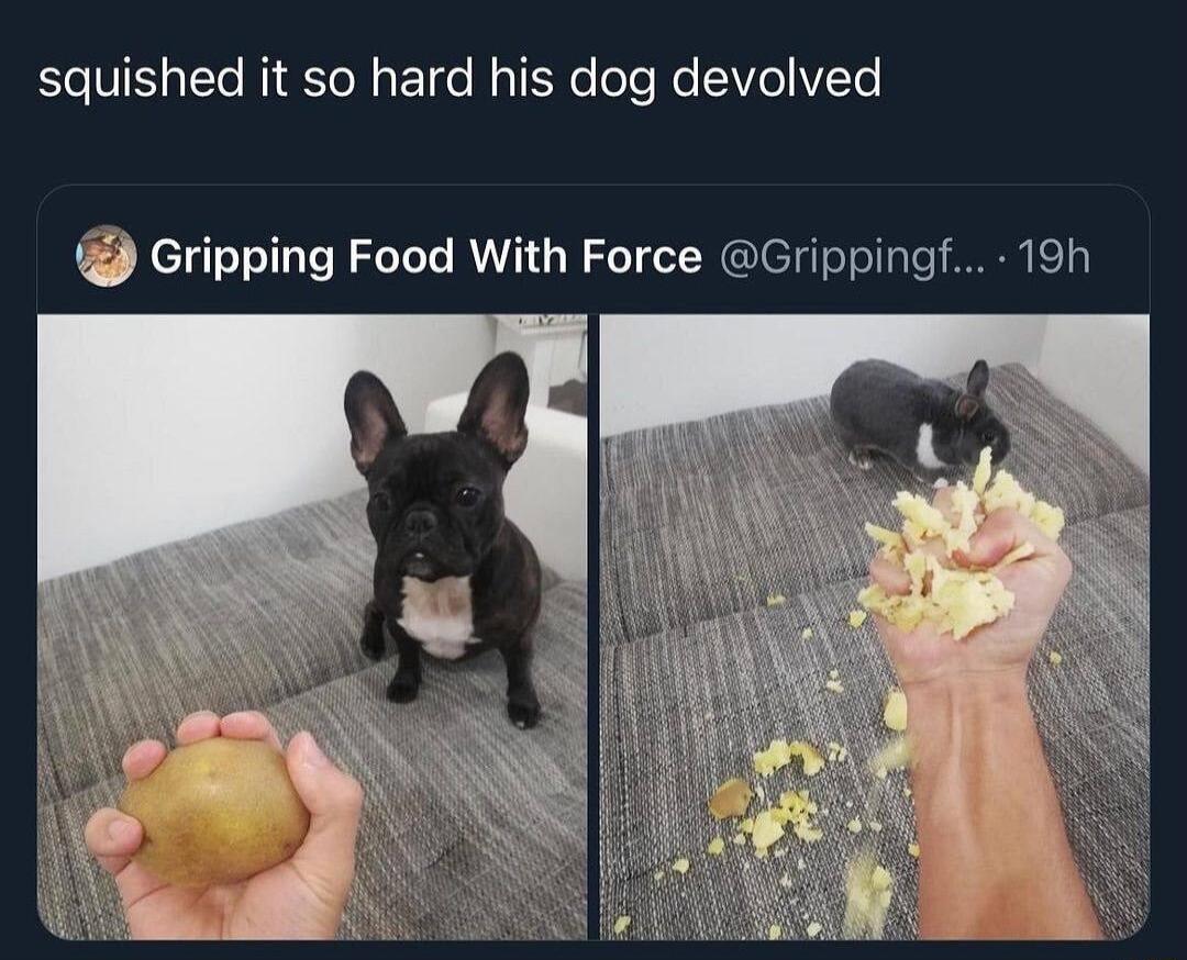 squished it so hard his dog devolved Gripping Food With Force Grippingf 19h