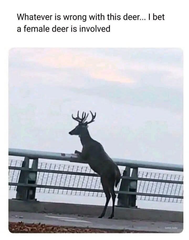 Whatever is wrong with this deer... I bet a female deer is involved