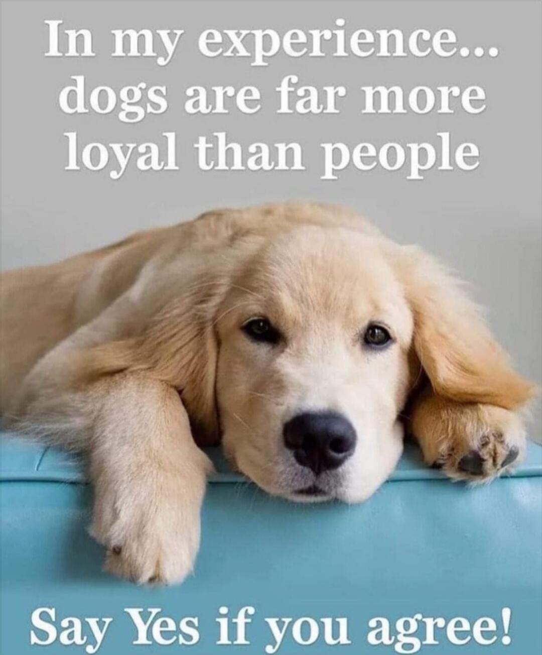 In my experience... dogs are far more loyal than people Say Yes if you agree!