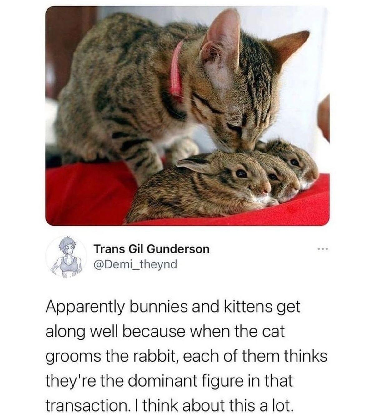 Bunnies RabbitEveryHour Trans Gil Gunderson 4 Demi_theynd Apparently bunnies and kittens get along well because when the cat grooms the rabbit each of them thinks theyre the dominant figure in that transaction think about this a lot