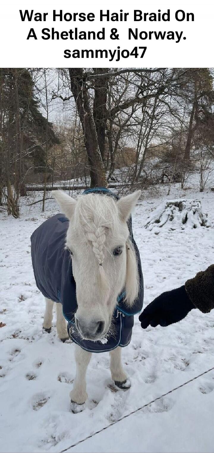 War Horse Hair Braid On A Shetland & Norway. sammyjo47