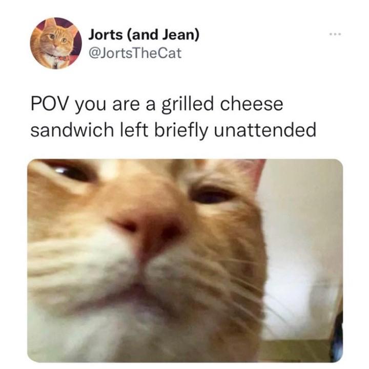 Jorts and Jean JortsTheCat B POV you are a grilled cheese sandwich left briefly unattended