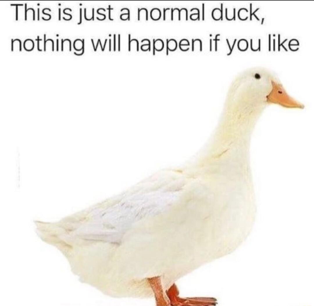 This is just a normal duck nothing will happen if you like R N