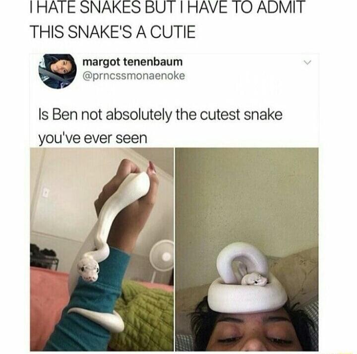 IHATE SNAKES BUT THAVE 1O ADMIT THIS SNAKES A CUTIE margot tenenbaum prncssmonaenoke Is Ben not absolutely the cutest snake youve ever seen