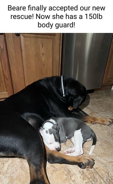 Beare finally accepted our new rescue Now she has a 150lb body guard