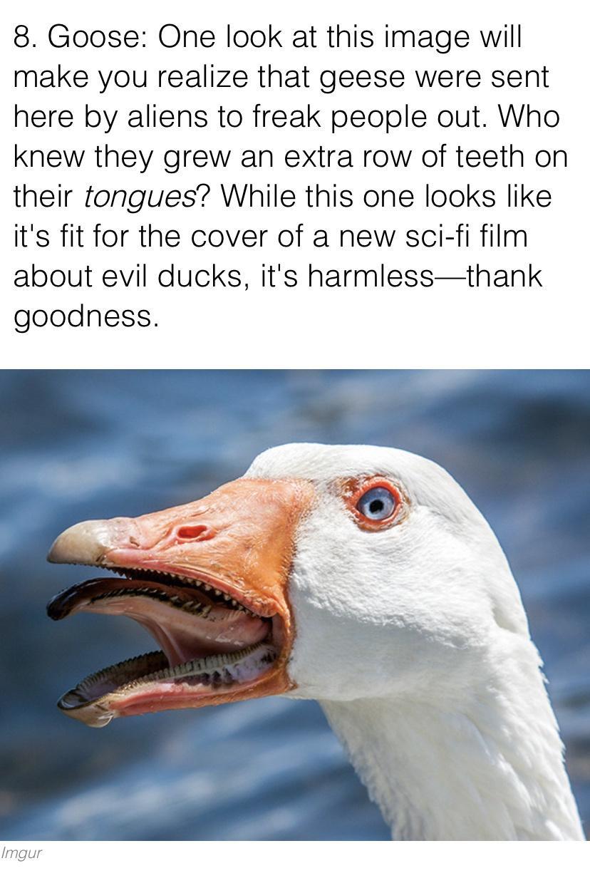 8 Goose One look at this image will make you realize that geese were sent here by aliens to freak people out Who knew they grew an extra row of teeth on their tongues While this one looks like its fit for the cover of a new sci fi film about evil ducks its harmlessthank goodness Imgur