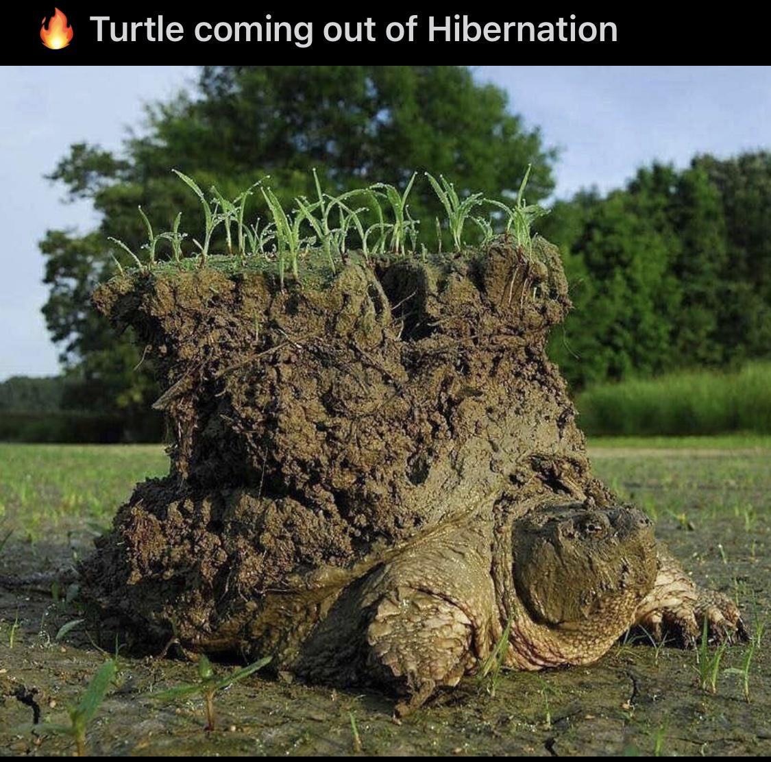 Turtle coming out of Hibernation