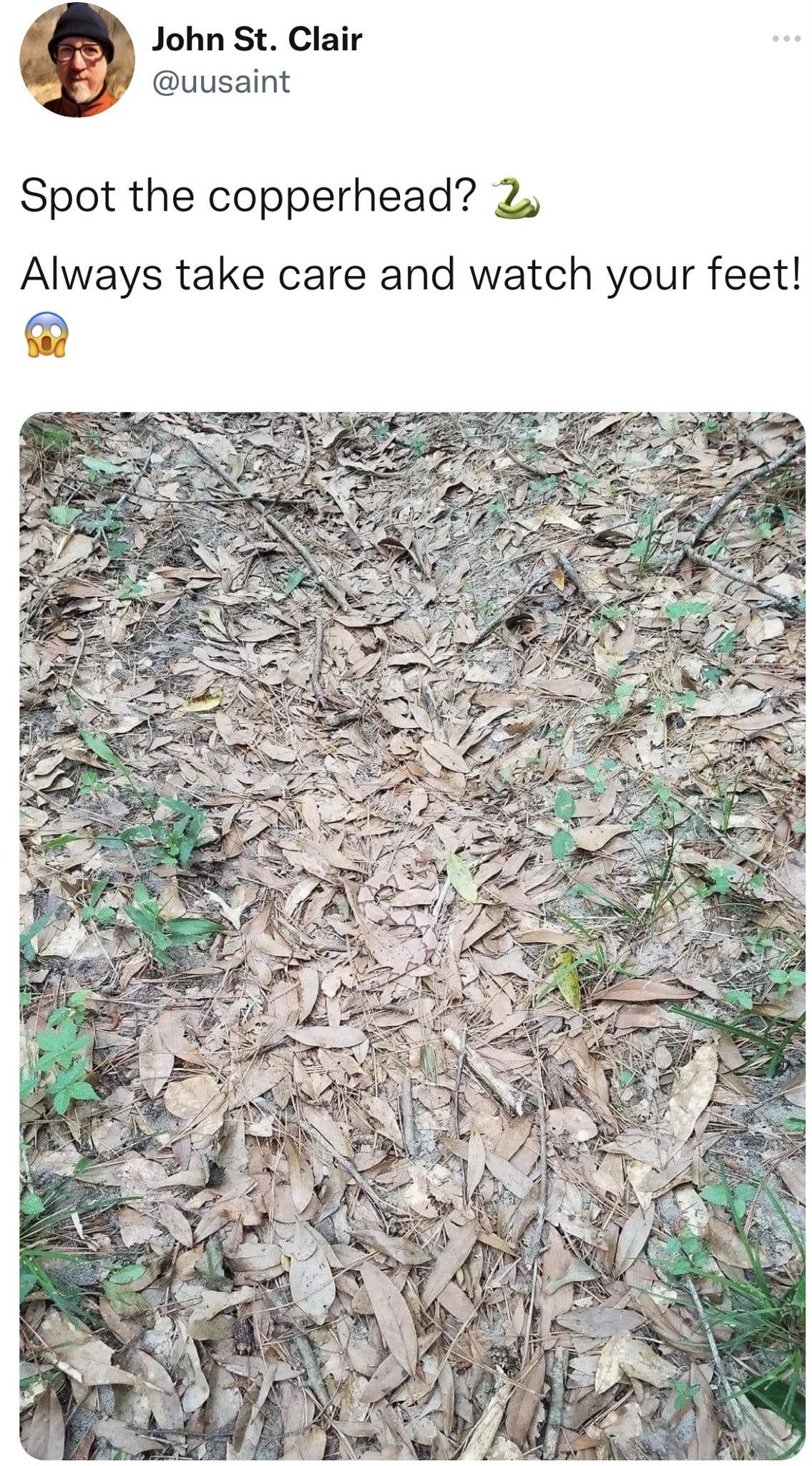 John St Clair uusaint Spot the copperhead 2 Always take care and watch your feet LT