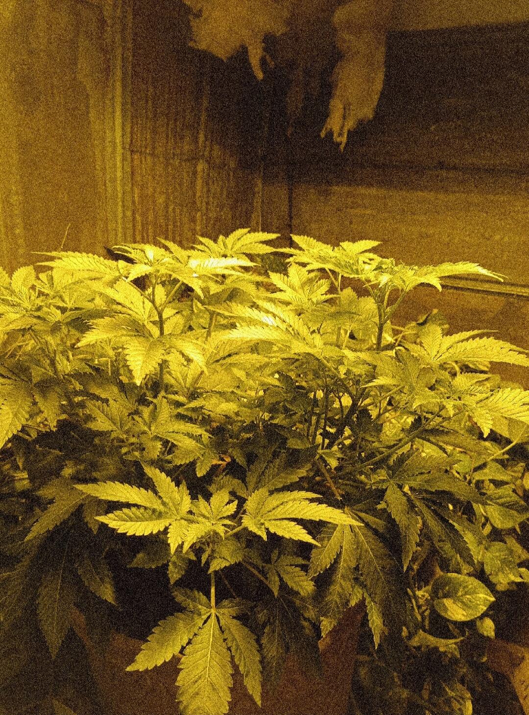 Cannabis plants growing indoors under yellow lighting.