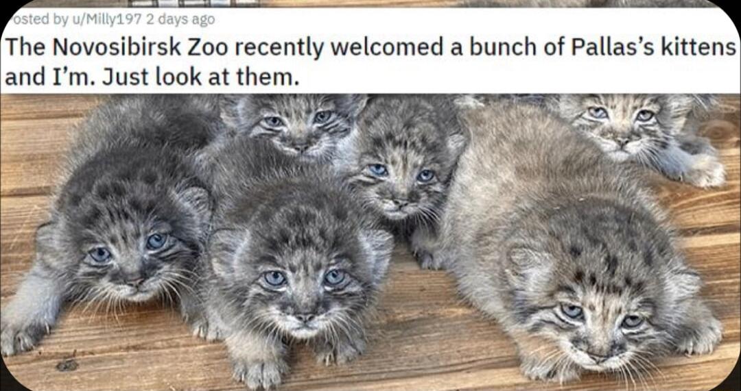 The Novosibirsk Zoo recently welcomed a bunch of Pallass kittens and Im Just look at them