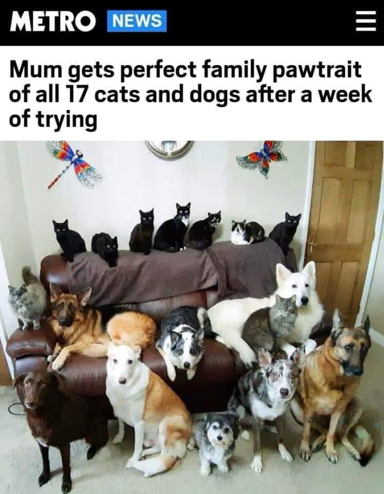 Mum gets perfect family pawtrait of all 17 cats and dogs after a week of trying e A