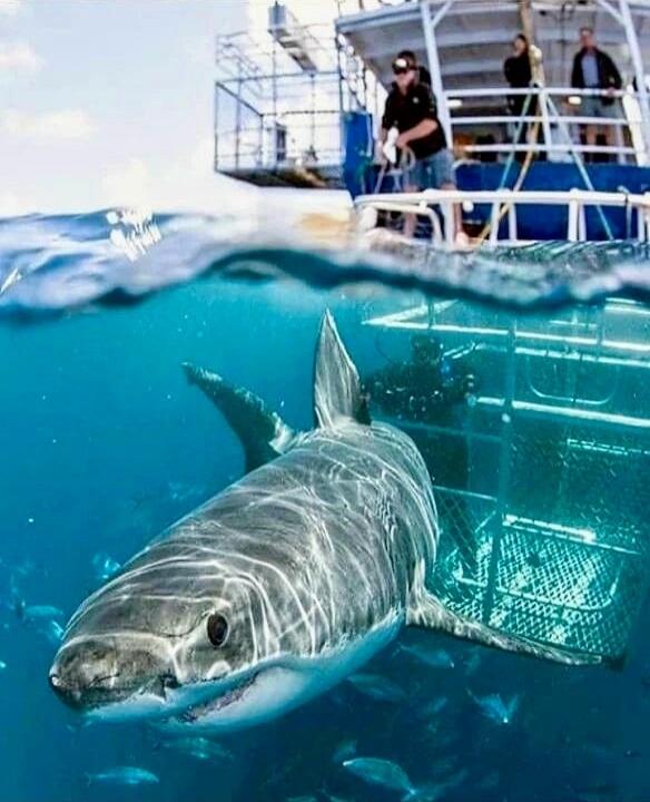 A large shark is visible underwater near a boat with onlookers on the deck.