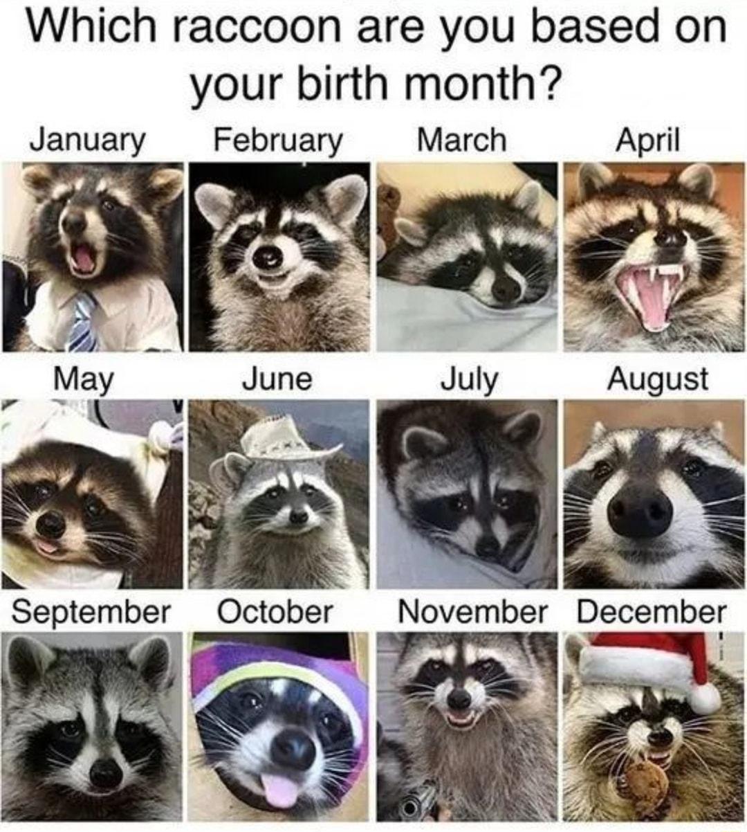 Which raccoon are you based on your birth month January February April September October