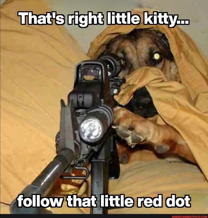 That's right little kitty... follow that little red dot
