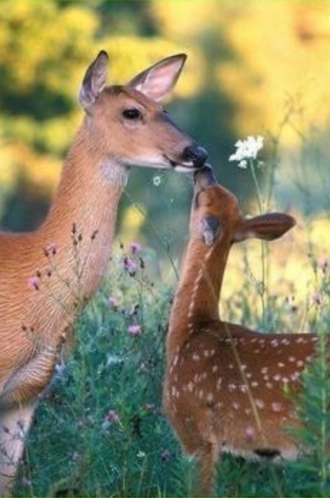 An adult deer and a young fawn touch noses in a sunlit meadow, surrounded by wildflowers.