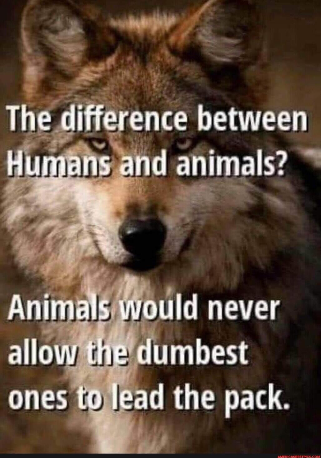 The difference between Humans and animals? Animals would never allow the dumbest ones to lead the pack.
